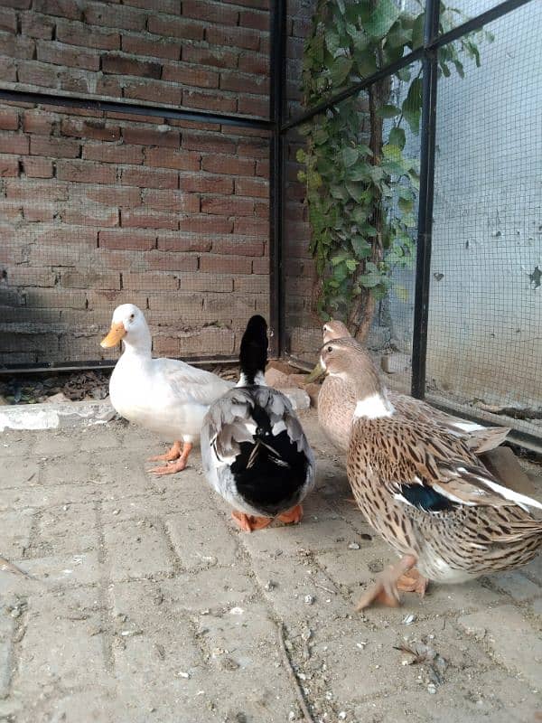 2 pair ducks 3