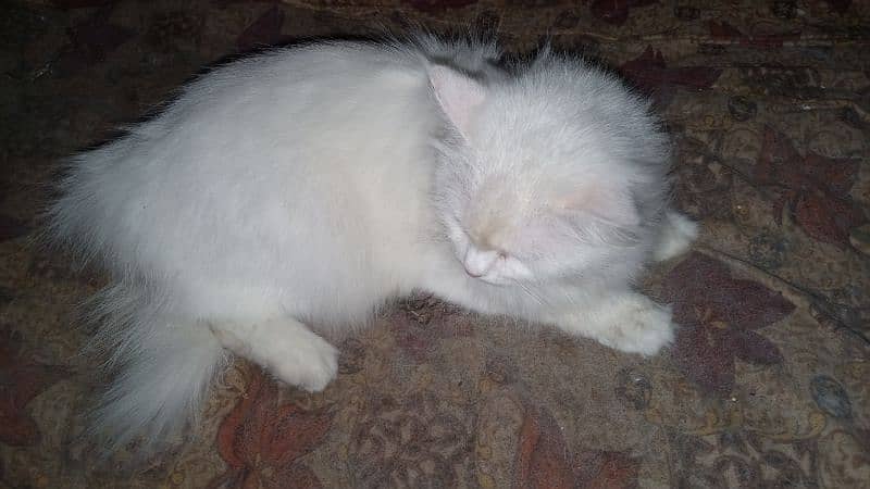 Persian female age one year 1