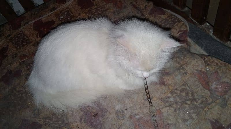 Persian female age one year 3