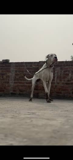 HUGE SIZE PAKISTANI BULLY