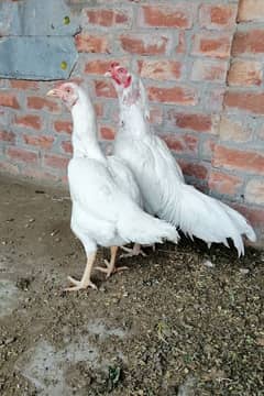 Peaper White Male Feamal pair Fore Sale Madi Ando per Bill Kull Tyar