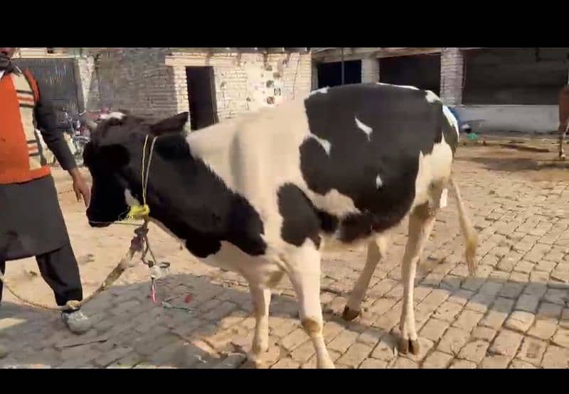 pure breed Australian Friesian Heifer Bachri Wachi 1