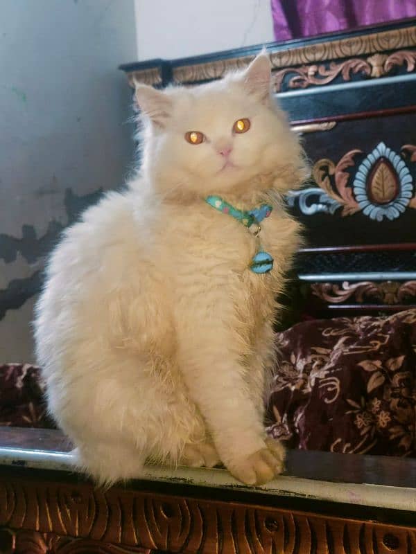 Persian cat 1