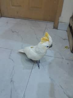 Hybrid Sulpher cockatoo