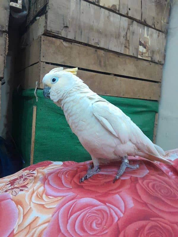 Hybrid Sulpher cockatoo 1