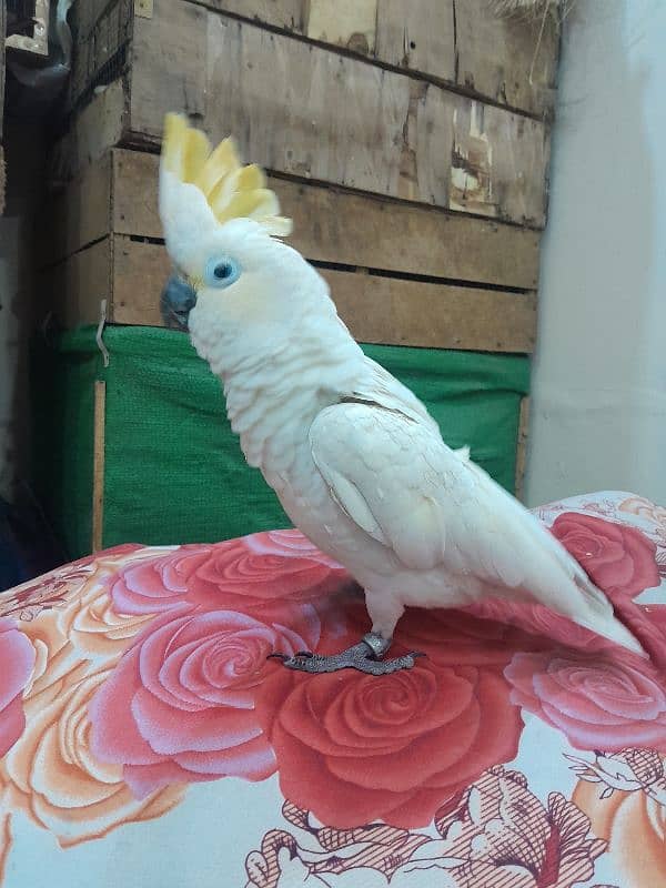 Hybrid Sulpher cockatoo 3