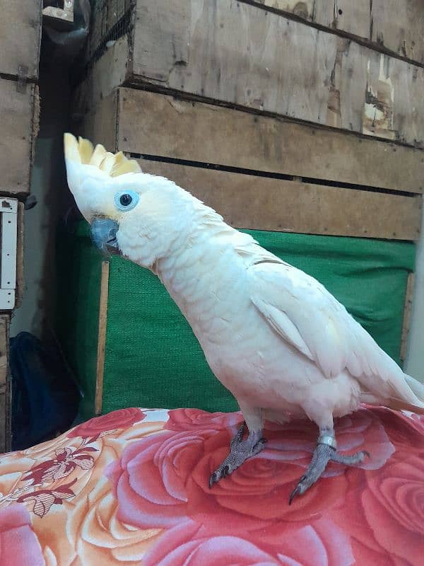 Hybrid Sulpher cockatoo 4