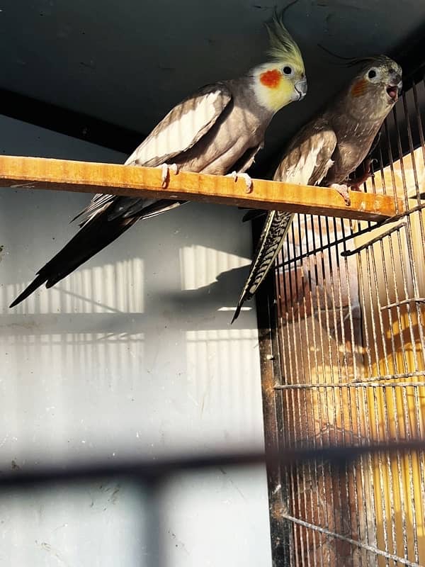 Cocktail Parrot Breeder Pair and Extra Female Cockatiel Parrot 0