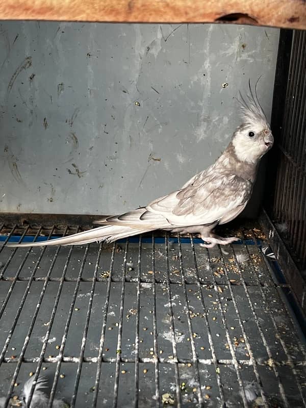 Cocktail Parrot Breeder Pair and Extra Female Cockatiel Parrot 1