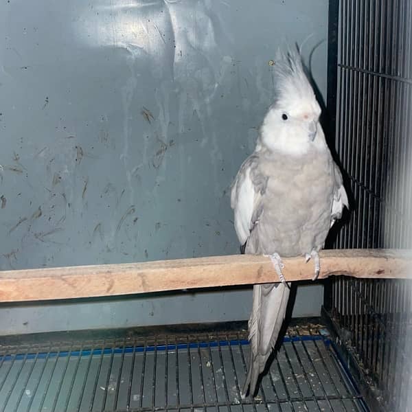 Cocktail Parrot Breeder Pair and Extra Female Cockatiel Parrot 2