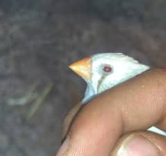 Rare red eyes zebra finch , pied finch