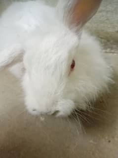 angoora rabbit for sale