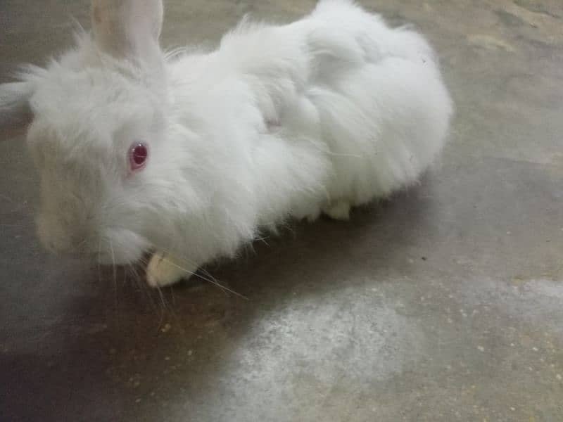 angoora rabbit for sale 1