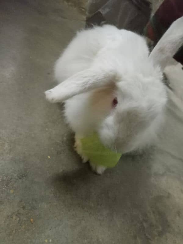 angoora rabbit for sale 2