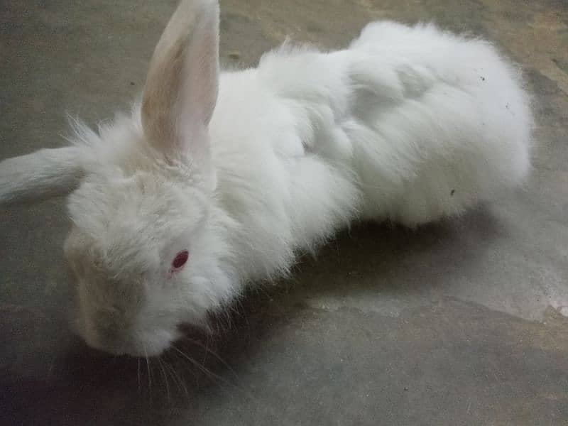 angoora rabbit for sale 3