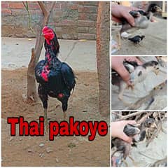 Thai pakoye chicks (Trf line)