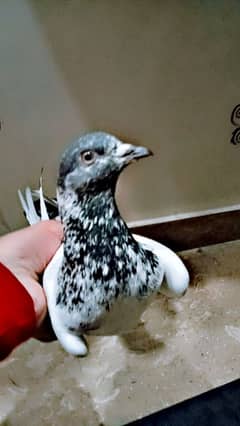 parwazi pigeon for sale