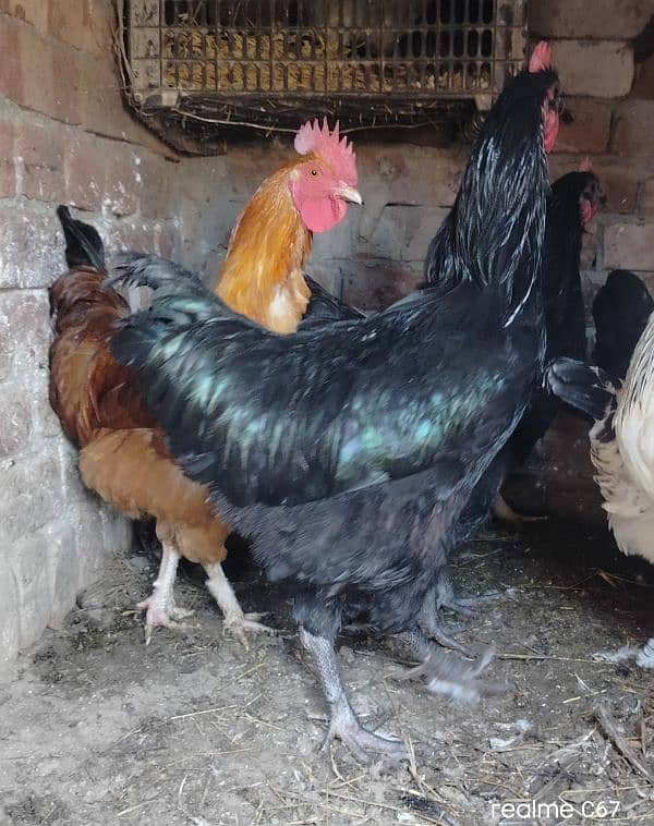 Australorp Male 0