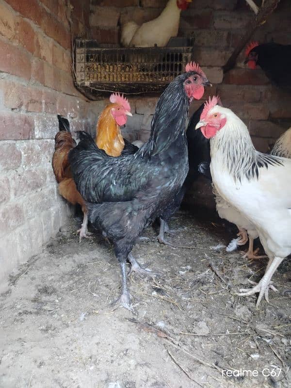 Australorp Male 1