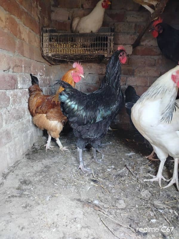 Australorp Male 2