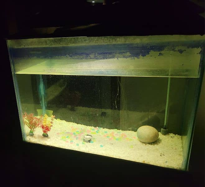 Fish Aquarium - 2.5 feet size 4