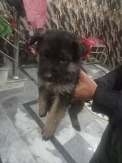 german shephed baby one month age male or female