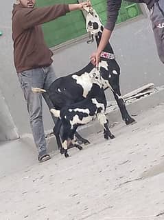 Dasi Kali Dabi Bakri Sath Male Bacha