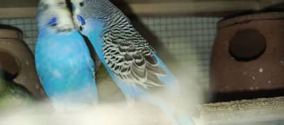 Budgies