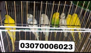 7 Australia parrot sale emergency