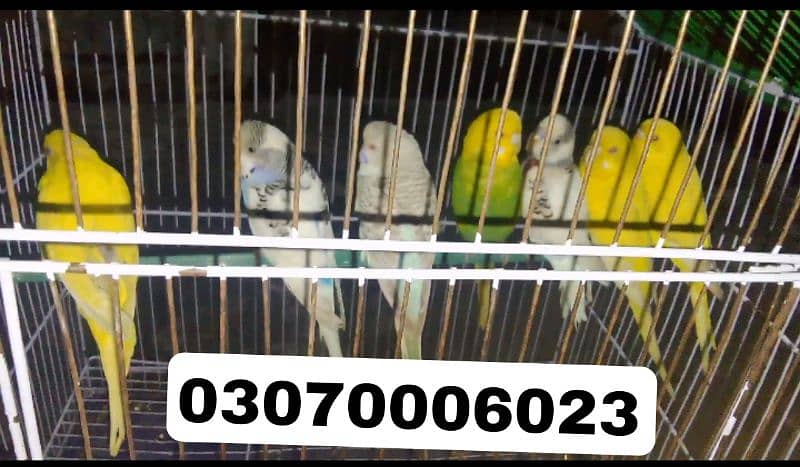 7 Australia parrot sale emergency 0