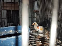 zebra finches adult male breeder