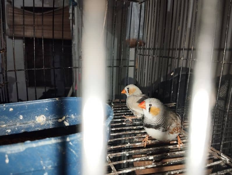 zebra finches adult male breeder 0