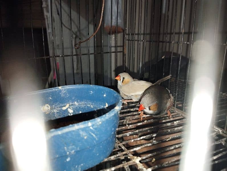 zebra finches adult male breeder 1