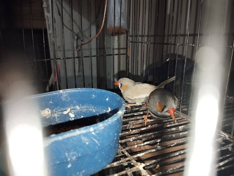 zebra finches adult male breeder 4