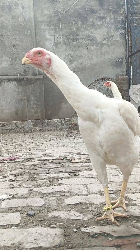 king size white shamo ringbird k chiiks 6