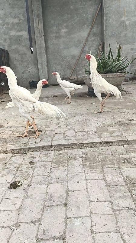 king size white shamo ringbird k chiiks 8