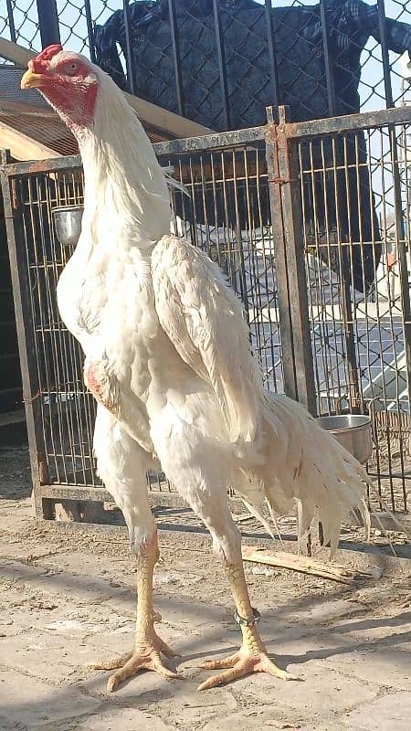 king size white shamo ringbird k chiiks 14