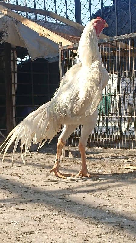 king size white shamo ringbird k chiiks 18