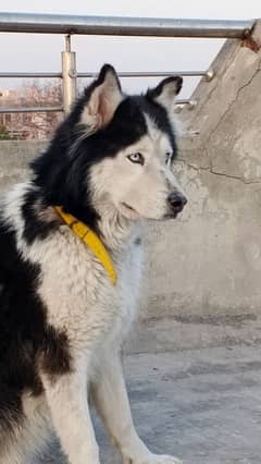 Siberian husky breeder female