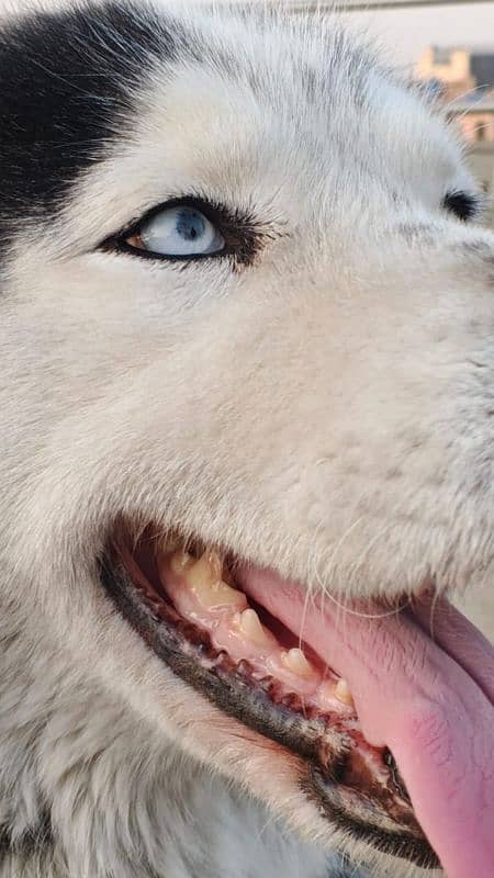 Siberian husky breeder female 1