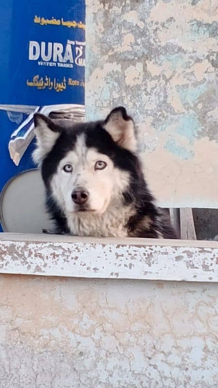 Siberian husky breeder female 2