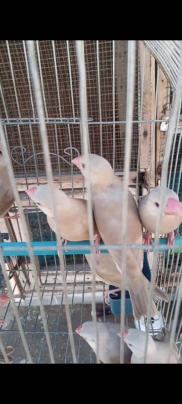 fawn java chicks gray java white java Fon java birds 0