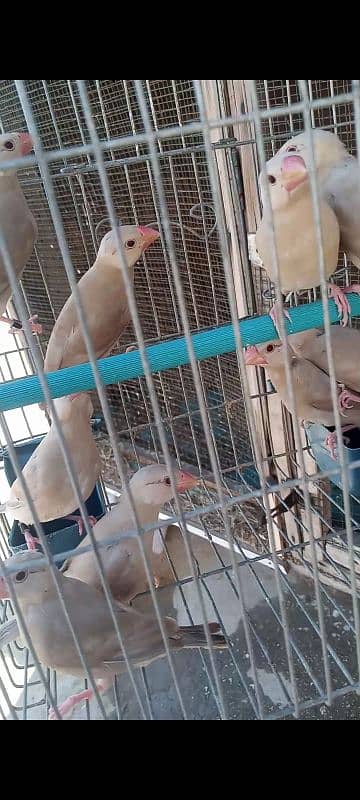 fawn java chicks gray java white java Fon java birds 2