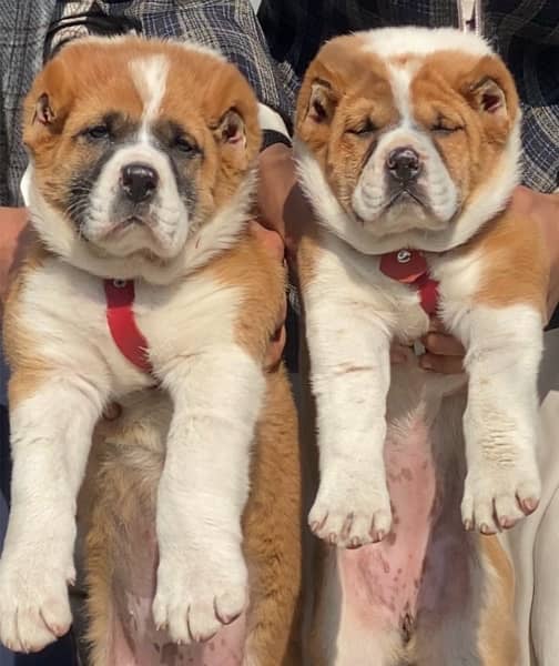 king alibai full security dog pair 3 months for sale 0