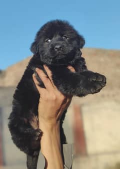 Black German shepered