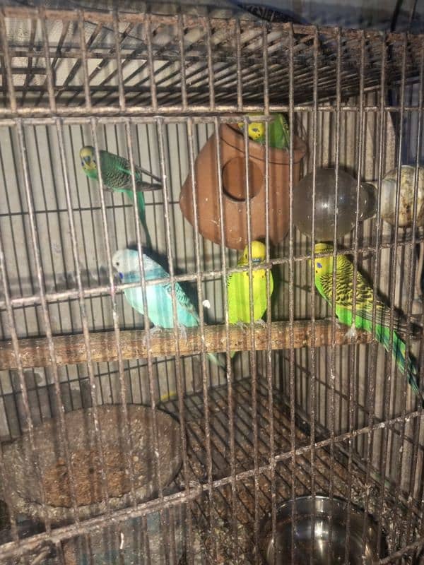 6 budgies parrots male only 0