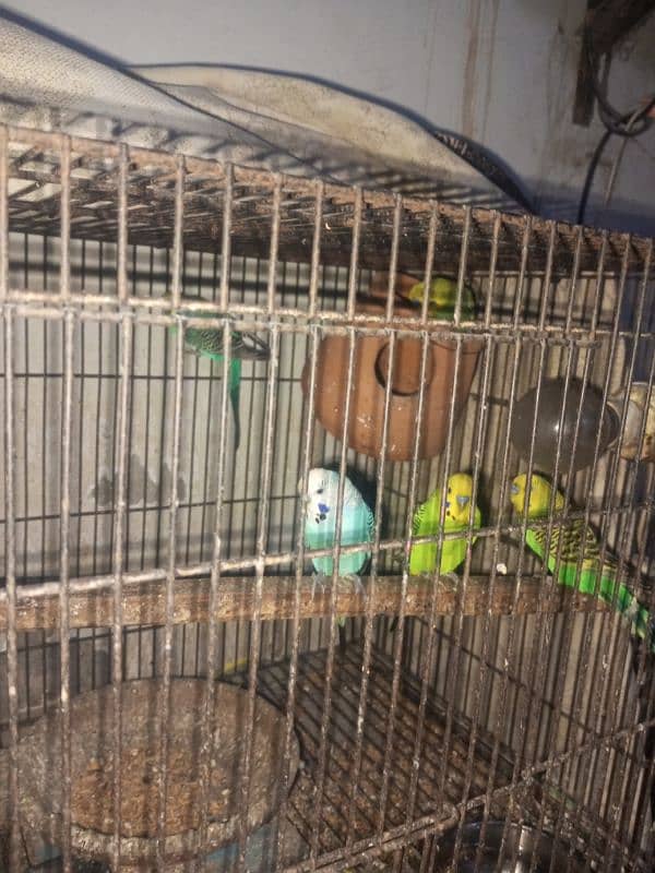 6 budgies parrots male only 1