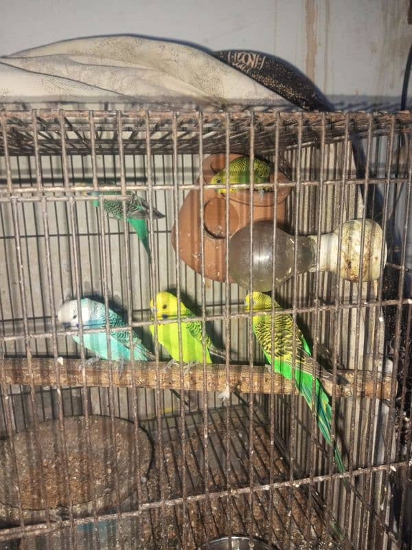 6 budgies parrots male only 2