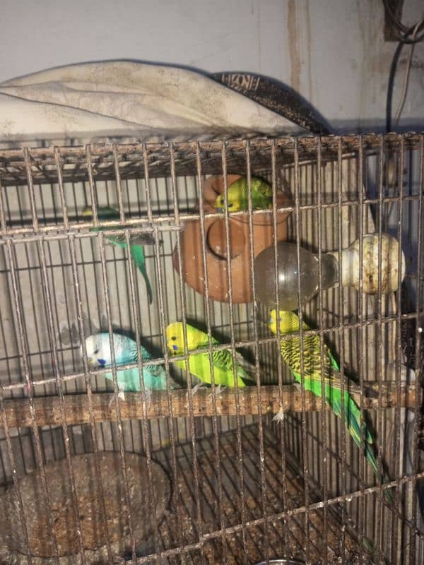 6 budgies parrots male only 3