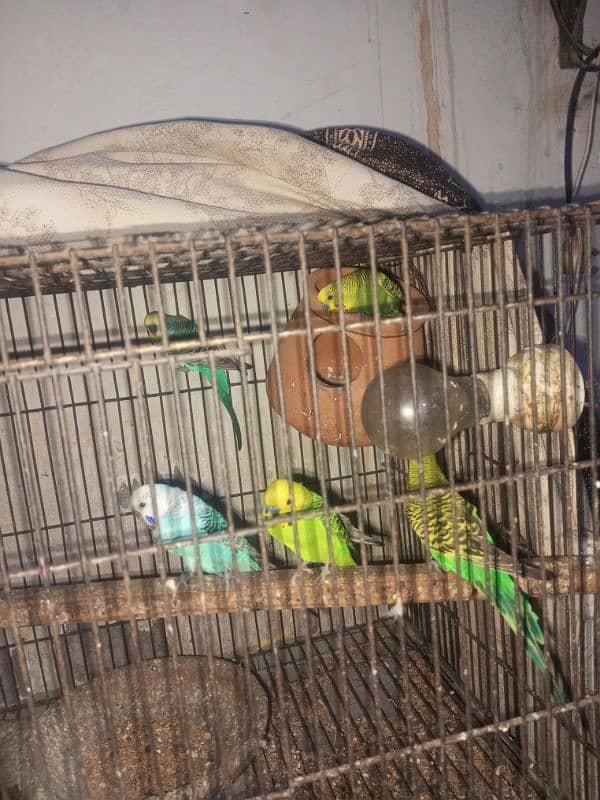 6 budgies parrots male only 4